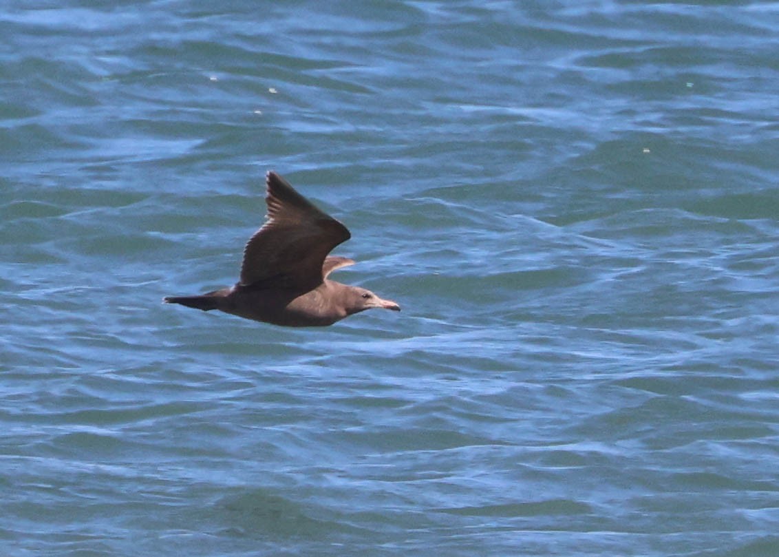 Gaviota Mexicana - ML618047063