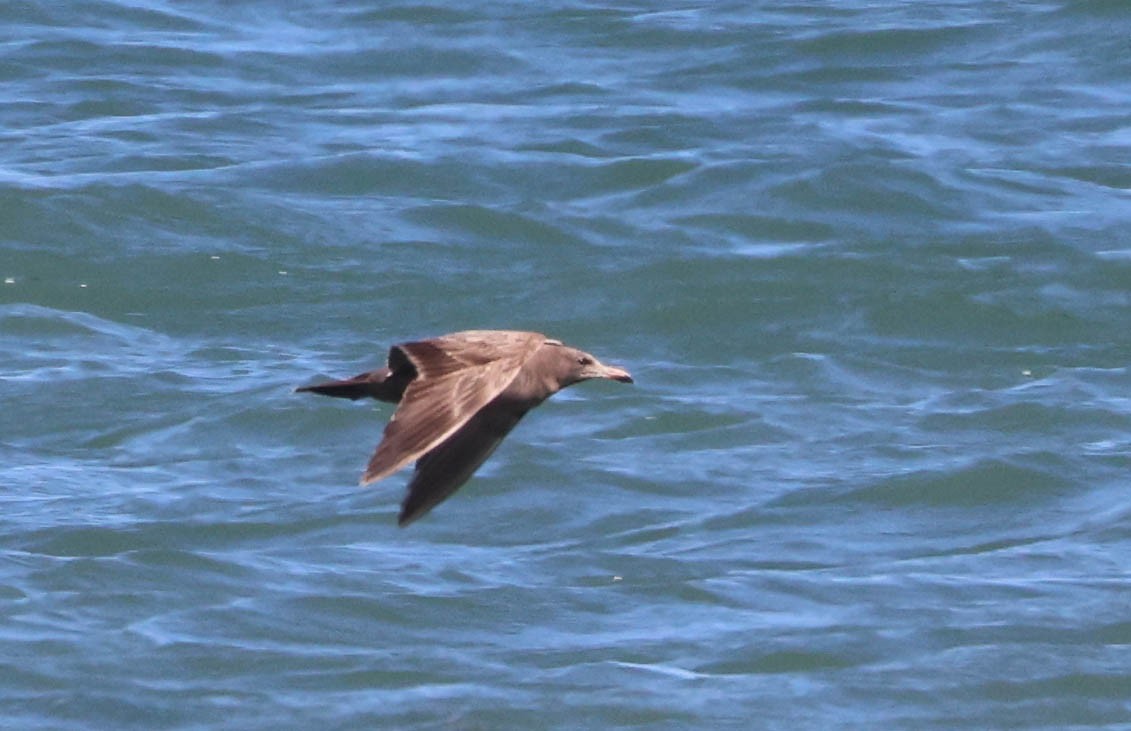 Gaviota Mexicana - ML618047066