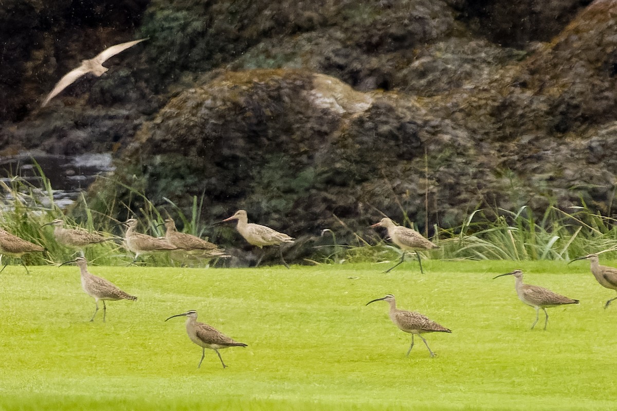 Marbled Godwit - Les Peterson