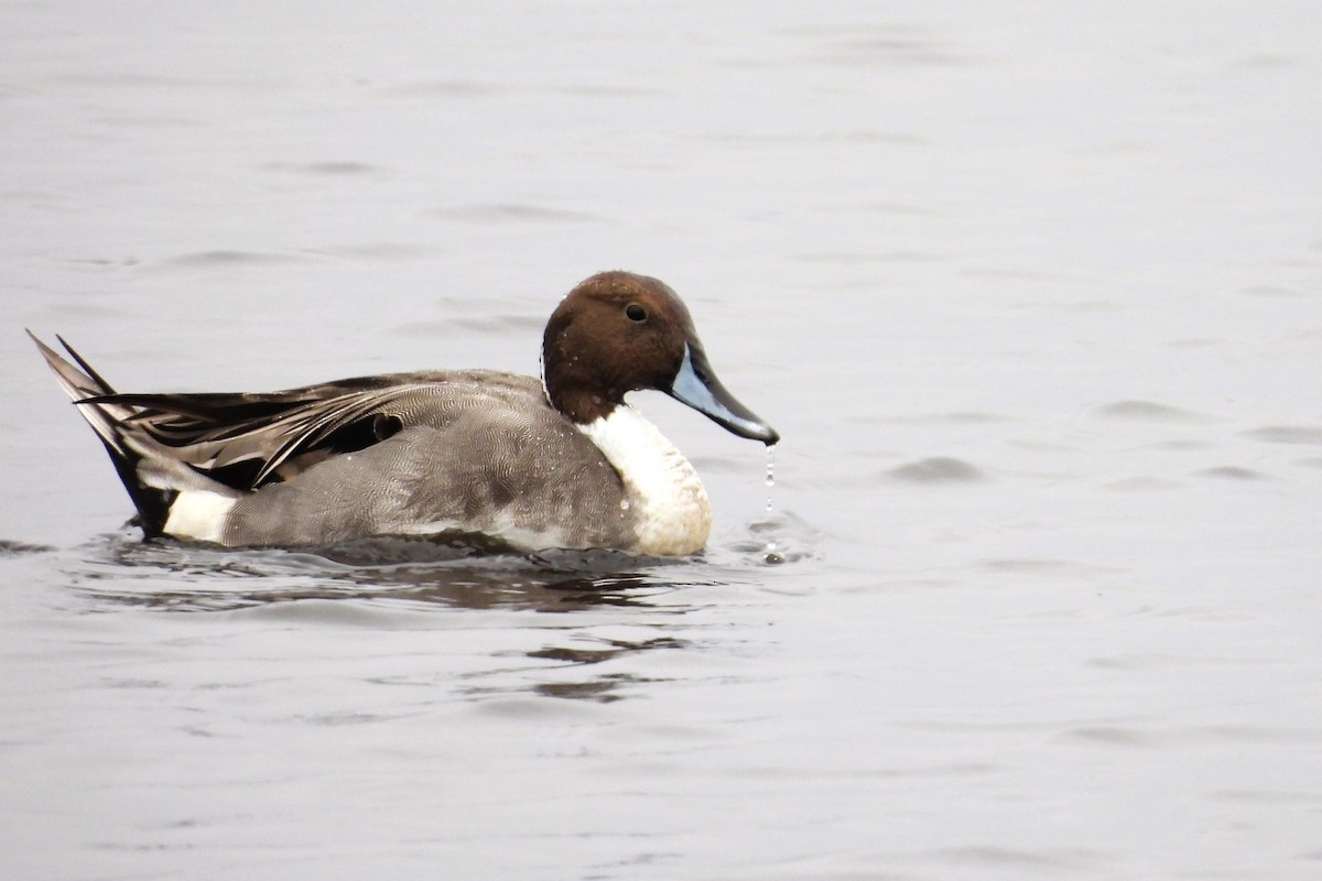 Northern Pintail - S. K.  Jones