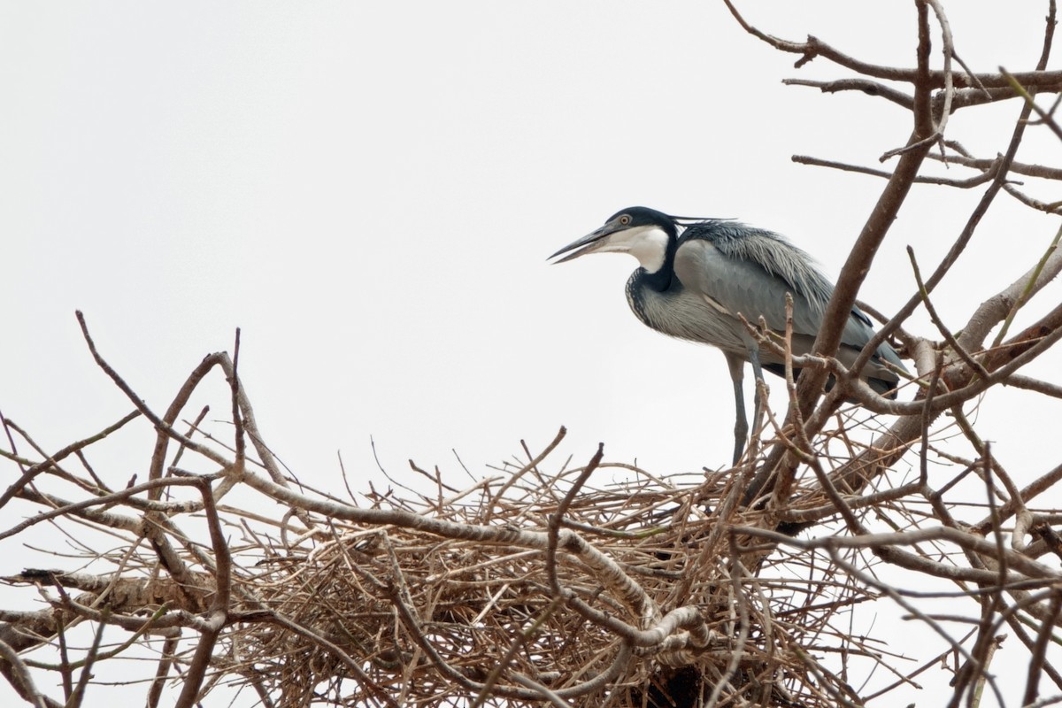 Black-headed Heron - ML618047078