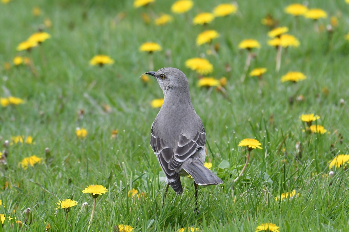 Northern Mockingbird - ML618047100