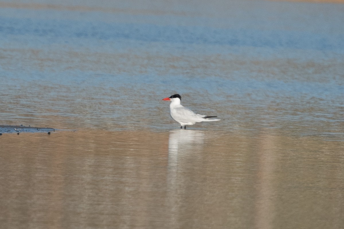 Caspian Tern - ML618047118