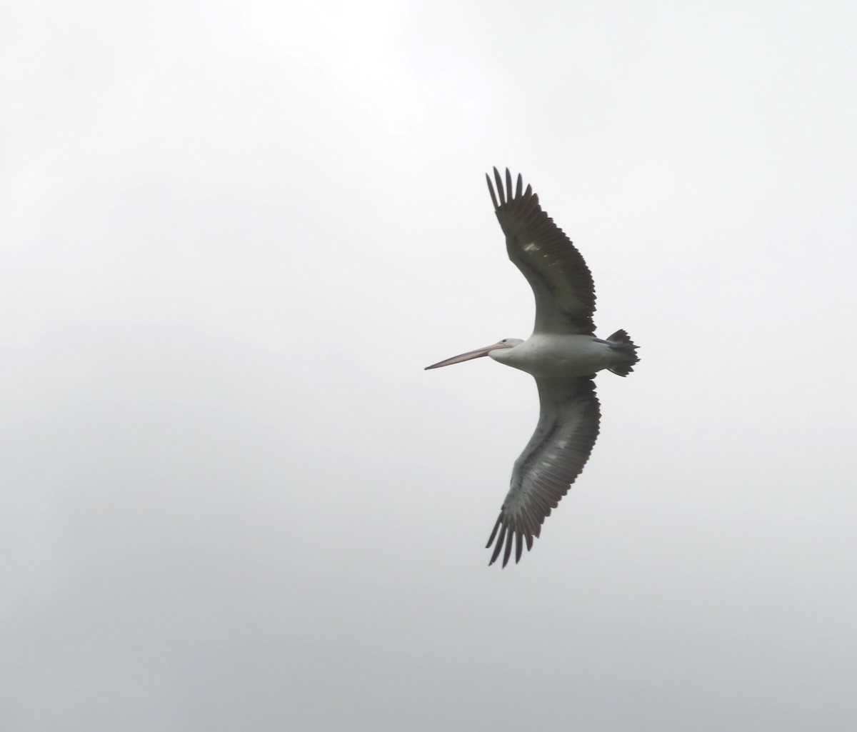 Australian Pelican - Paul Dobbie