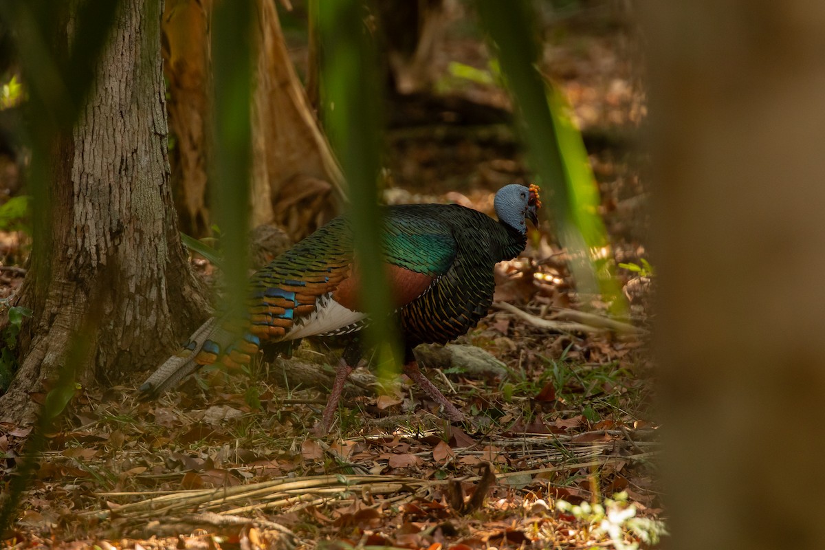 Ocellated Turkey - ML618047131