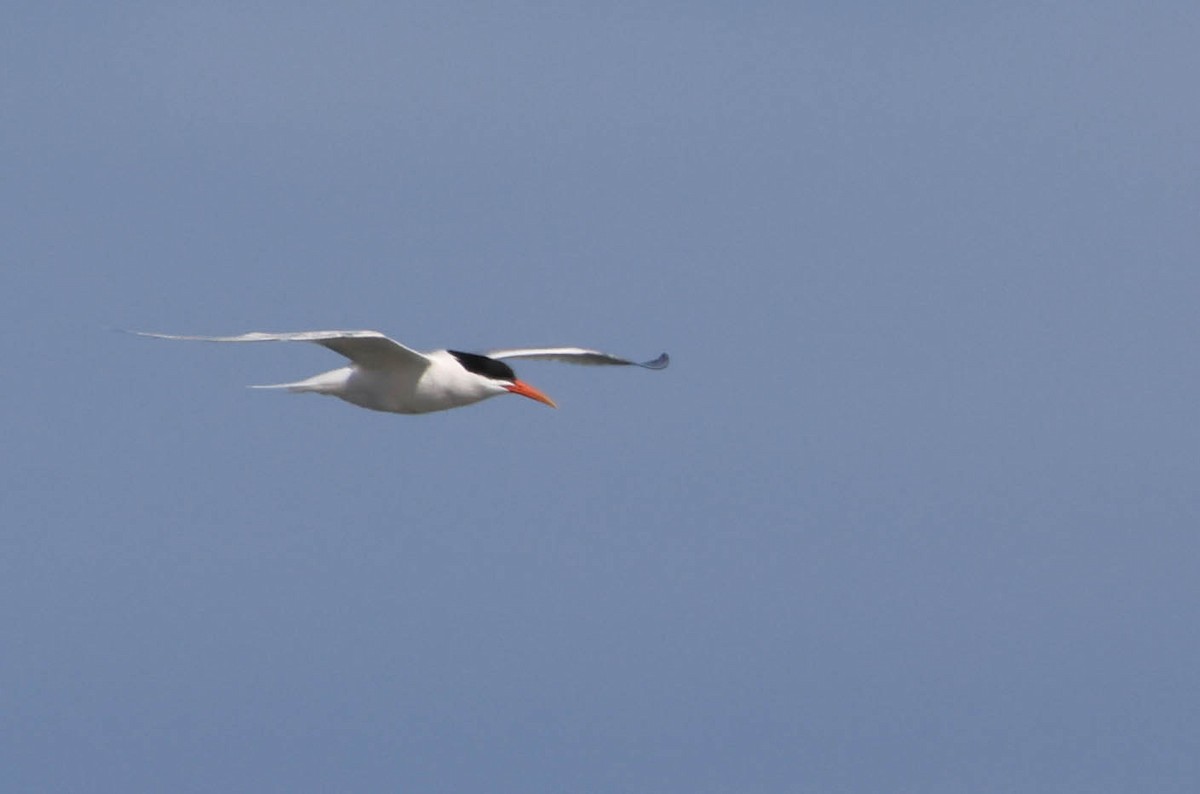 Elegant Tern - ML618047144