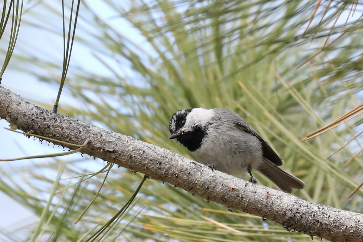 Mountain Chickadee - ML618047155