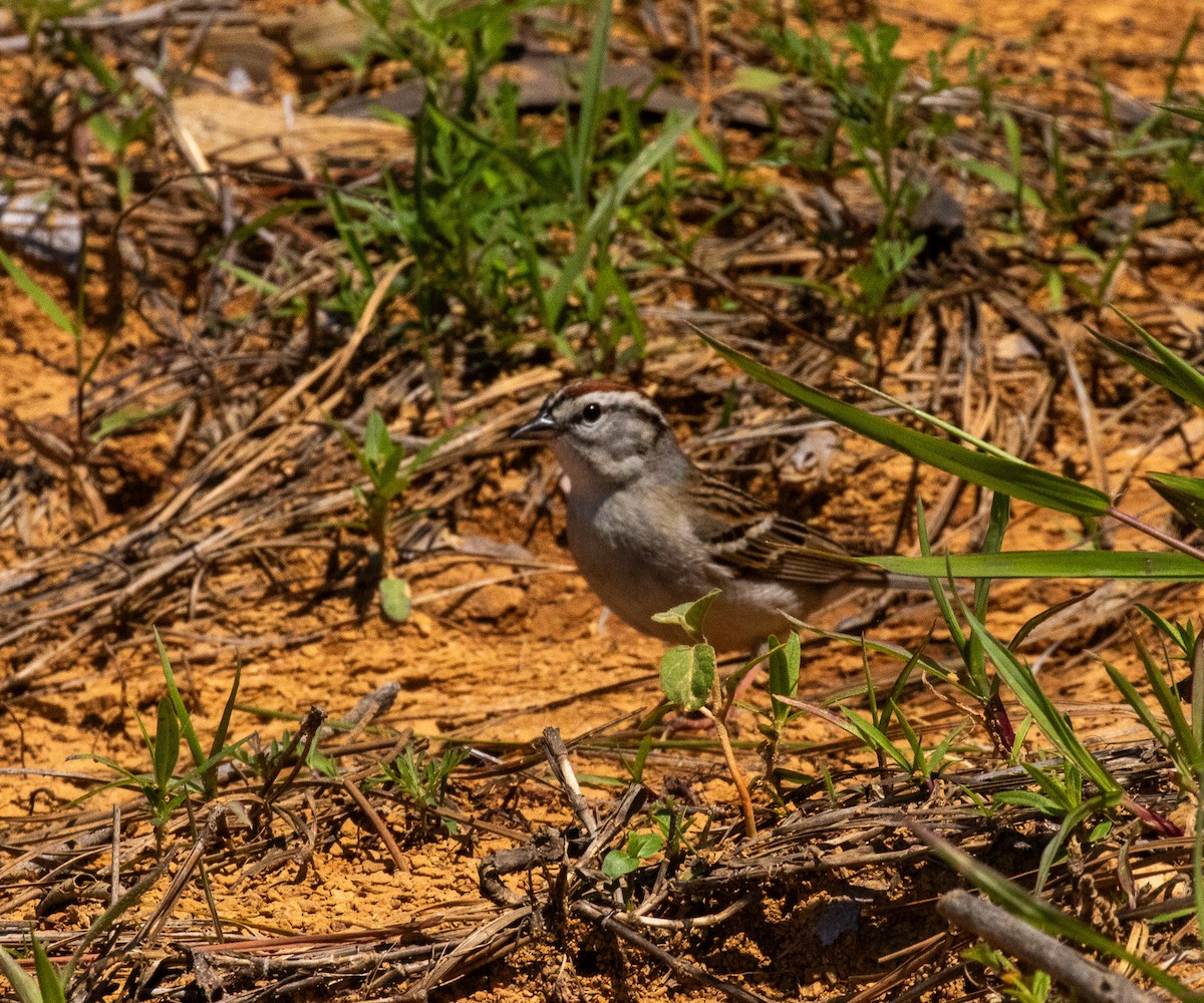 Chipping Sparrow - David Wetzel