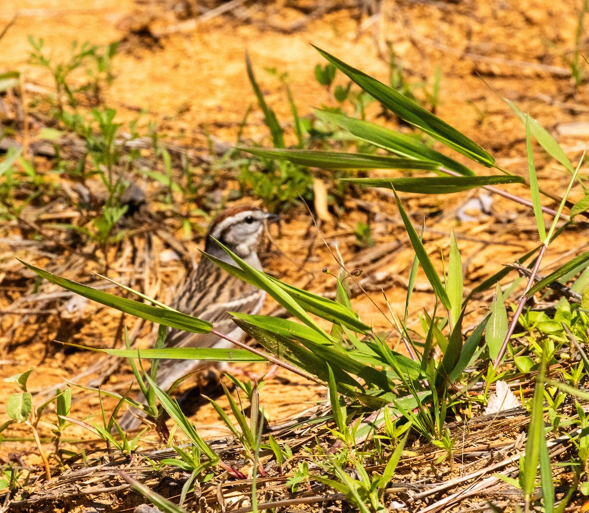 Chipping Sparrow - David Wetzel