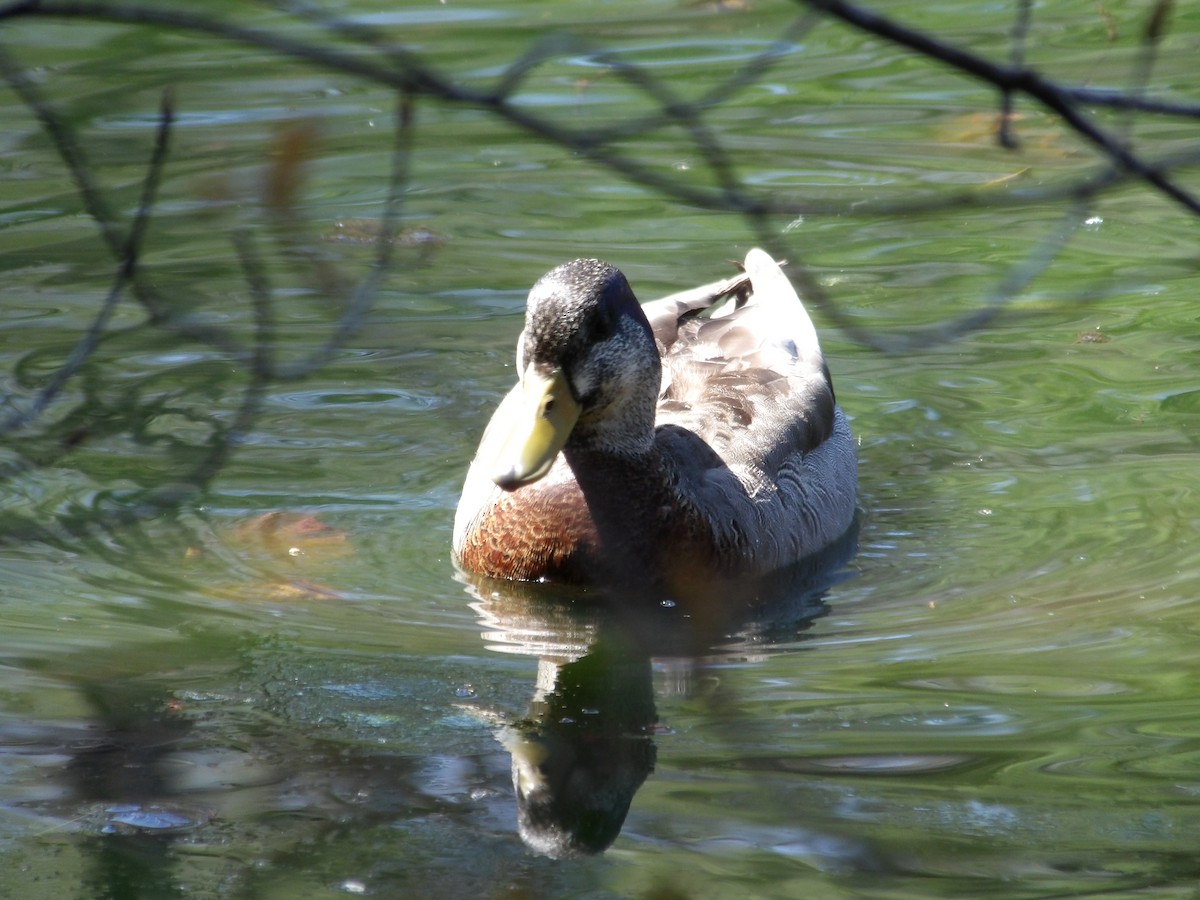 Mallard x American Black Duck (hybrid) - Kristos Said Kendall