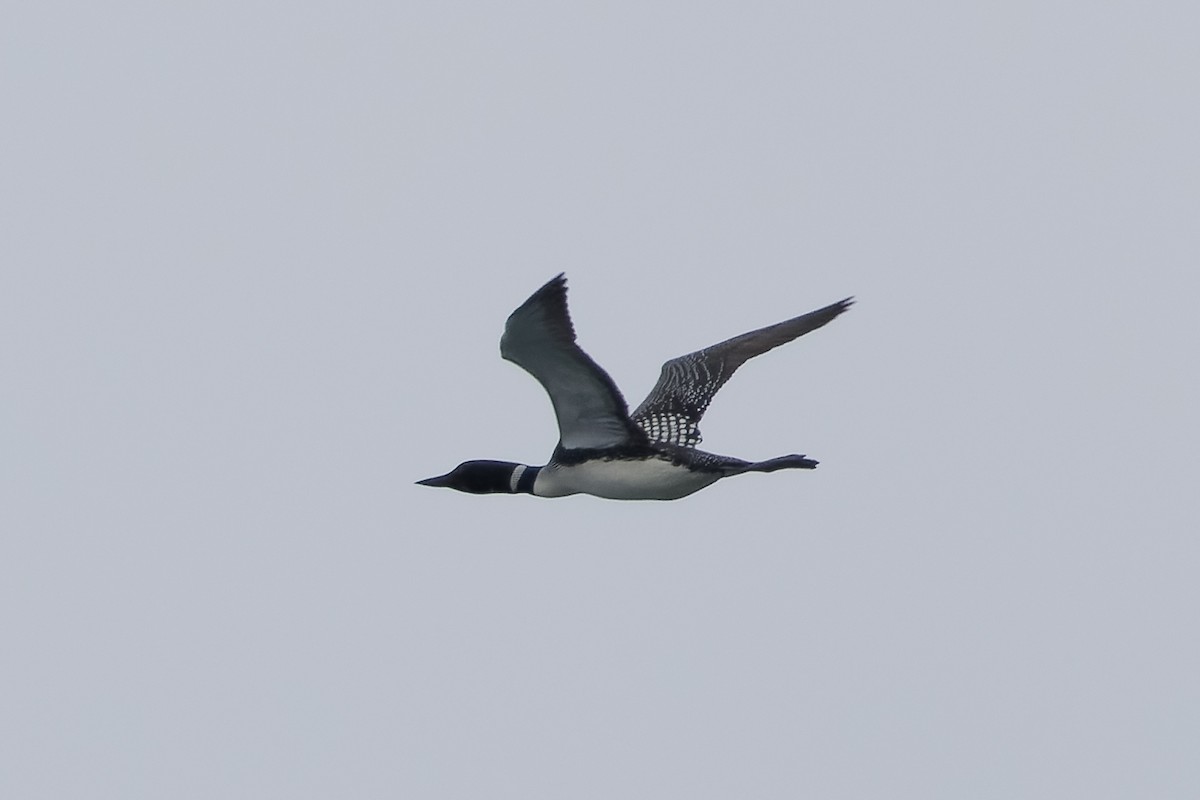 Common Loon - ML618047242