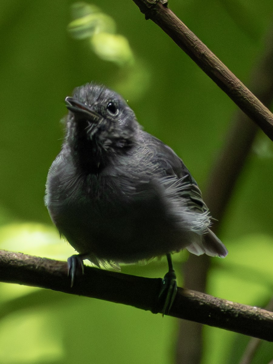 Unicolored Antwren - Christine Mazaracki