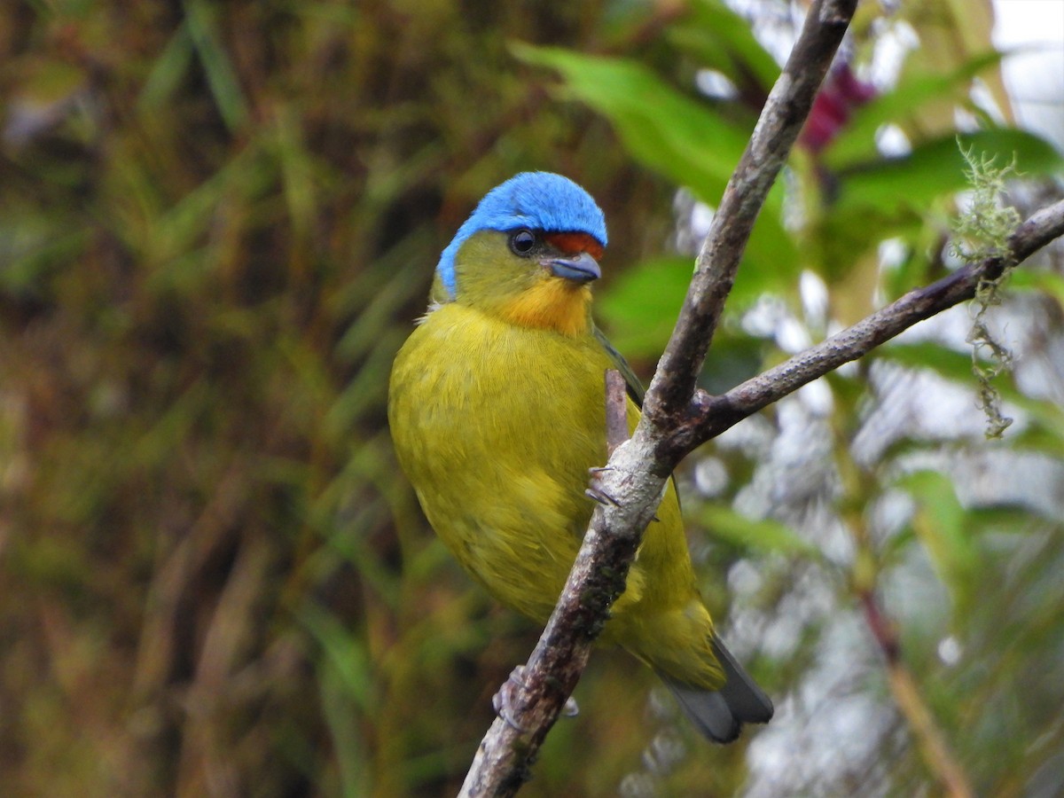 Elegant Euphonia - ML618047273