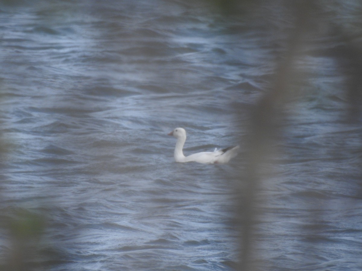 Ross's Goose - ML618047274