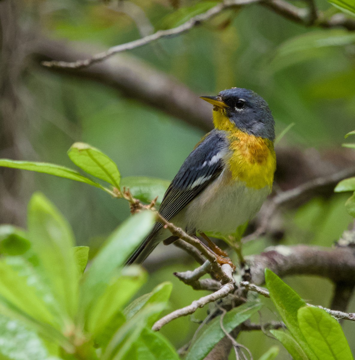 Northern Parula - Alan Desbonnet