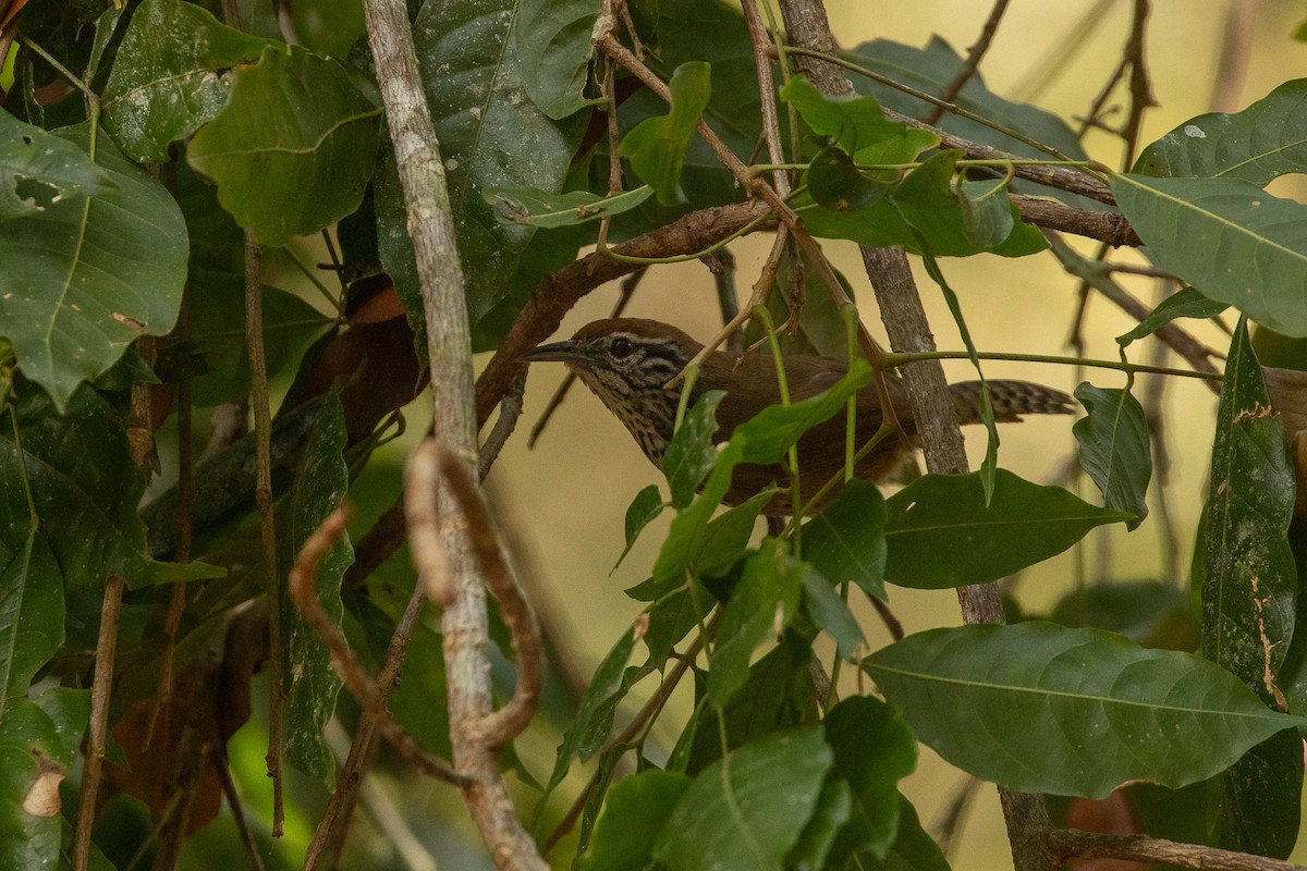 Spot-breasted Wren - ML618047298