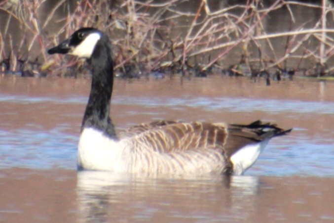 Canada Goose - ML618047305