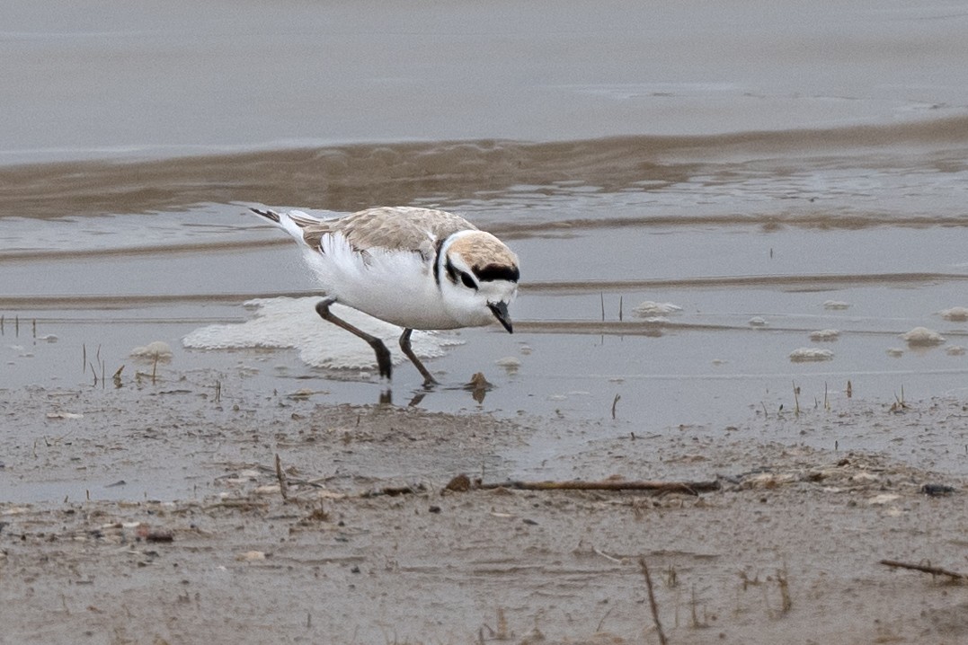 Snowy Plover - William Kelley