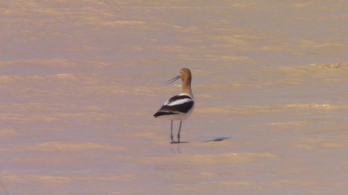 Avoceta Americana - ML618047351