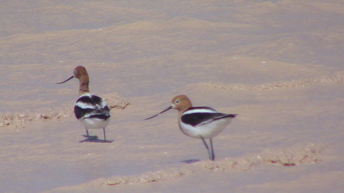 Avoceta Americana - ML618047364