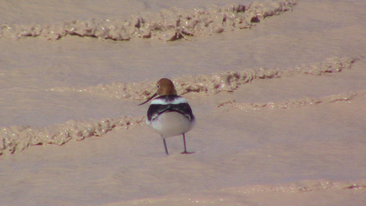 Avoceta Americana - ML618047367