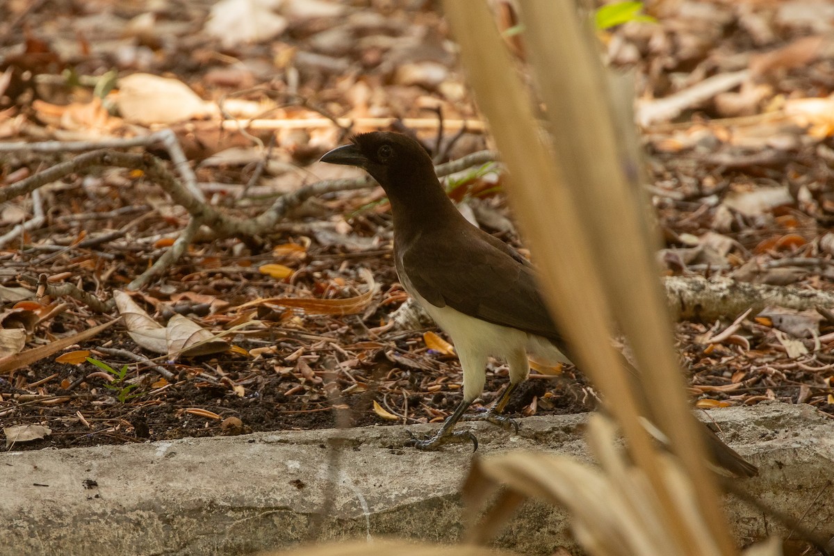 Brown Jay - ML618047373