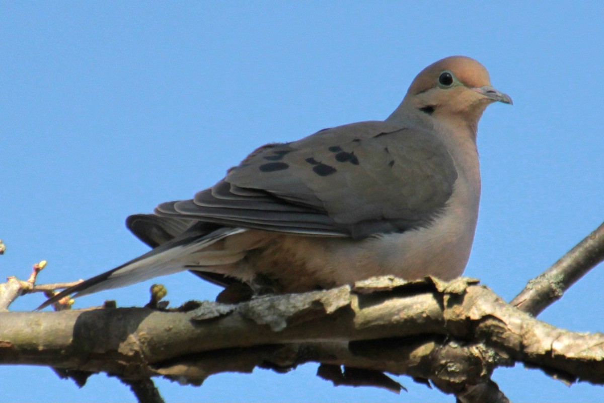 Mourning Dove - ML618047383