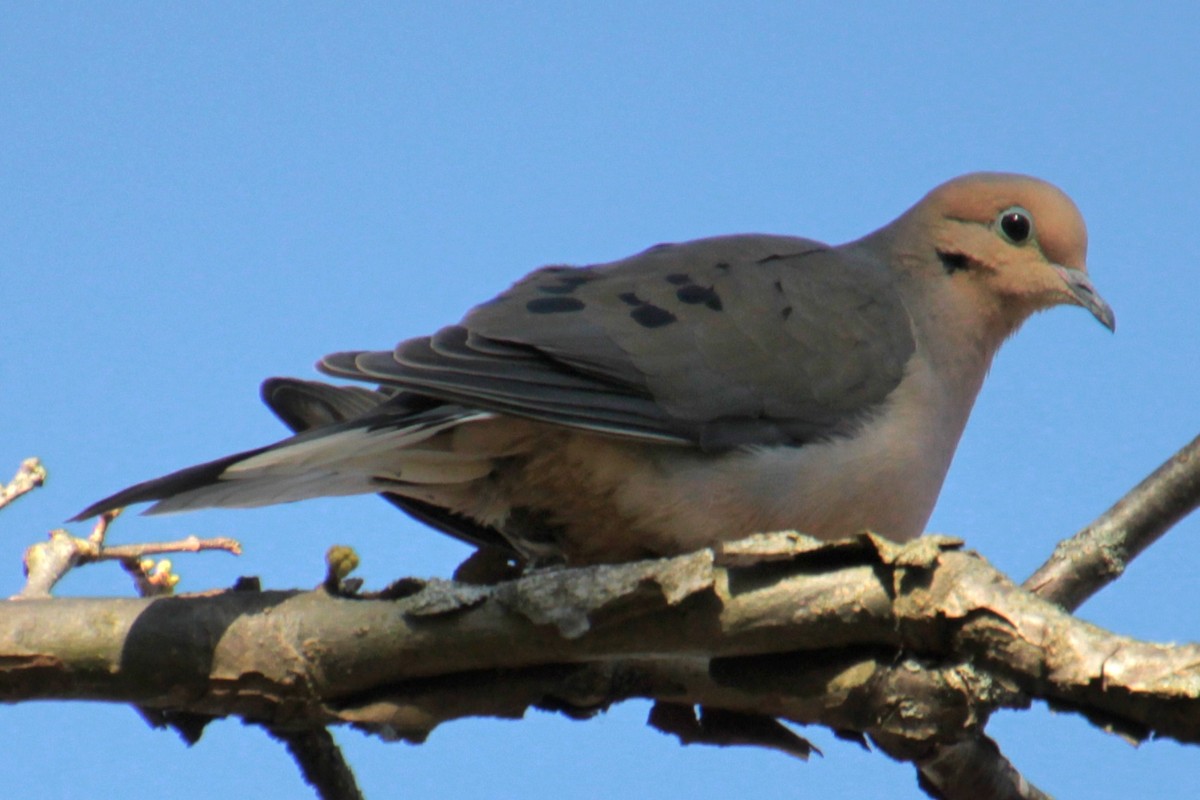 Mourning Dove - Samuel Harris