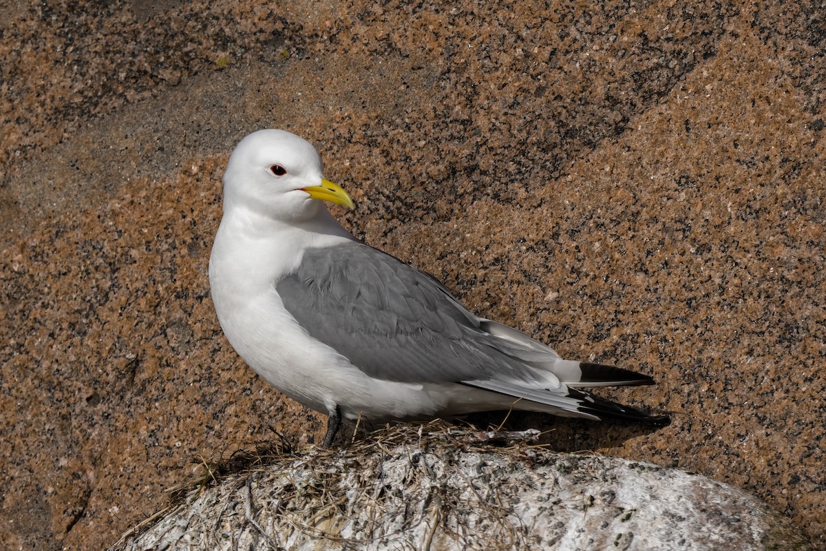 Black-legged Kittiwake - ML618047386