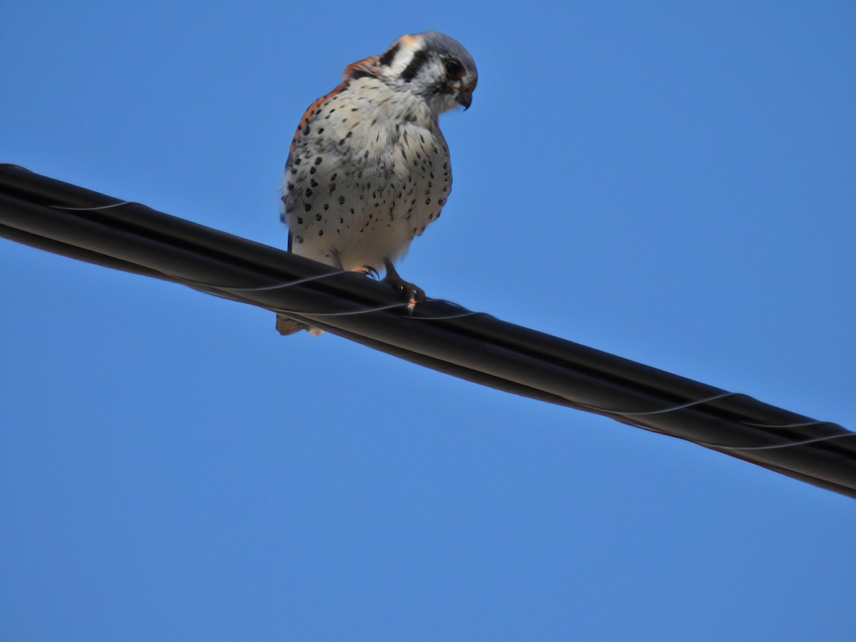 American Kestrel - ML618047396