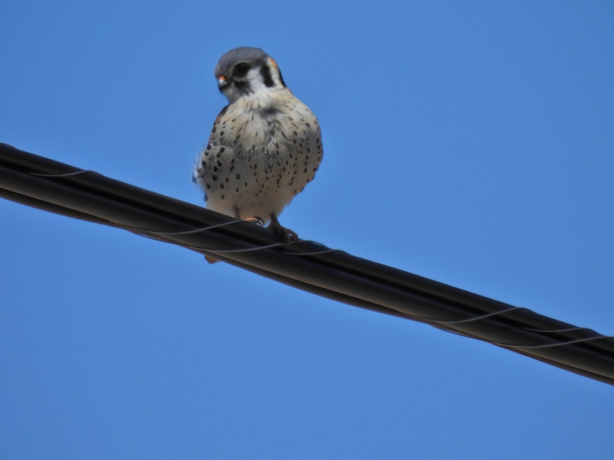 American Kestrel - ML618047398