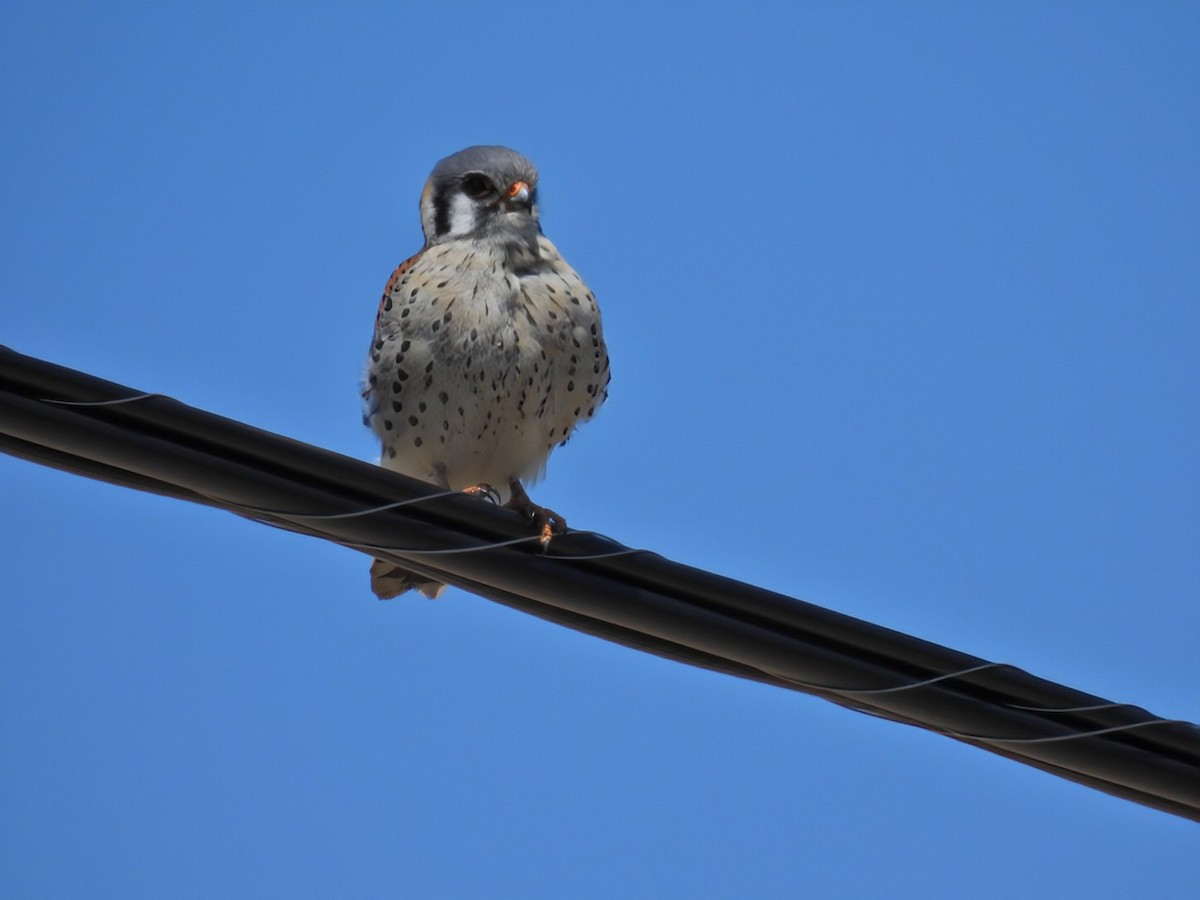 American Kestrel - ML618047400