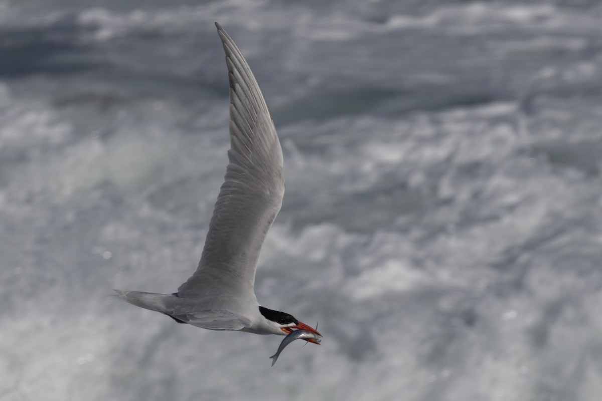 Caspian Tern - ML618047439