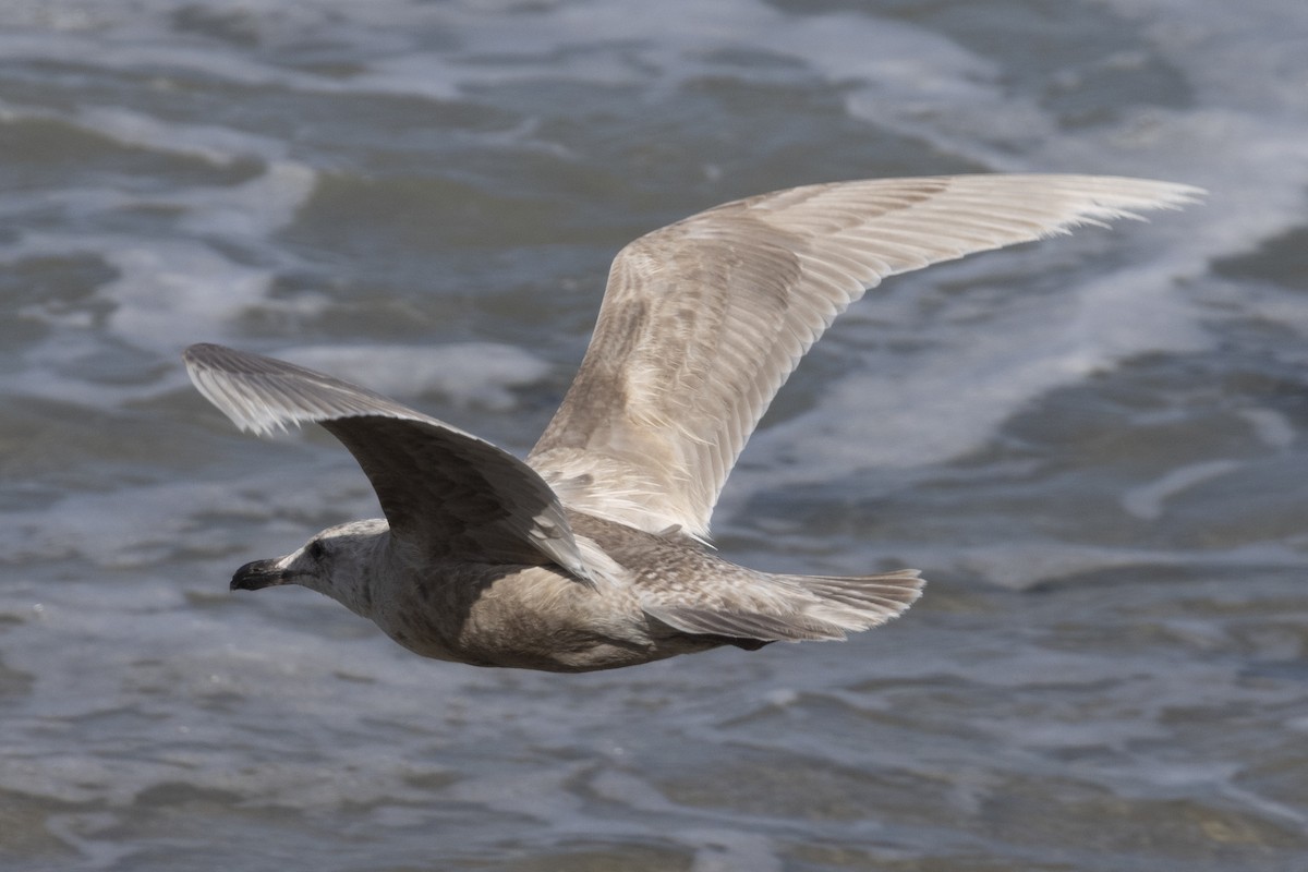 Glaucous-winged Gull - Ted Keyel