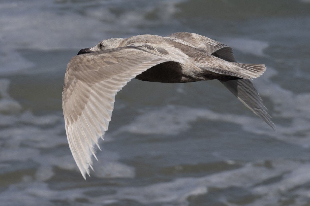 Goéland à ailes grises - ML618047450