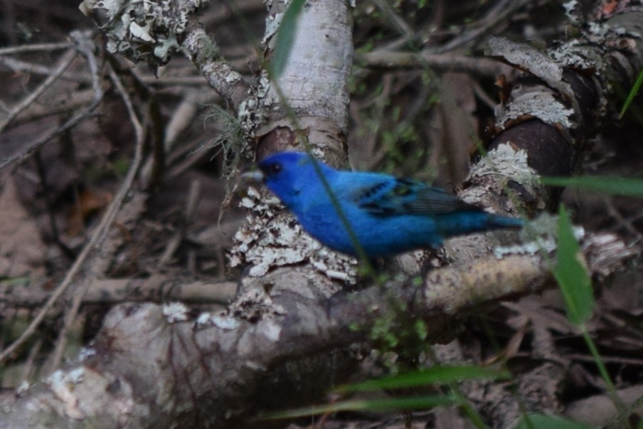 Indigo Bunting - ML618047454