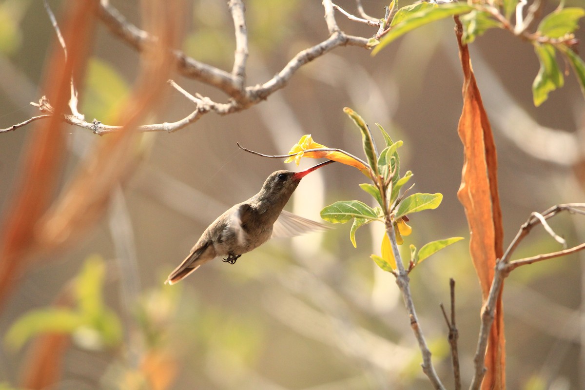 kolibřík temnobřichý - ML618047477
