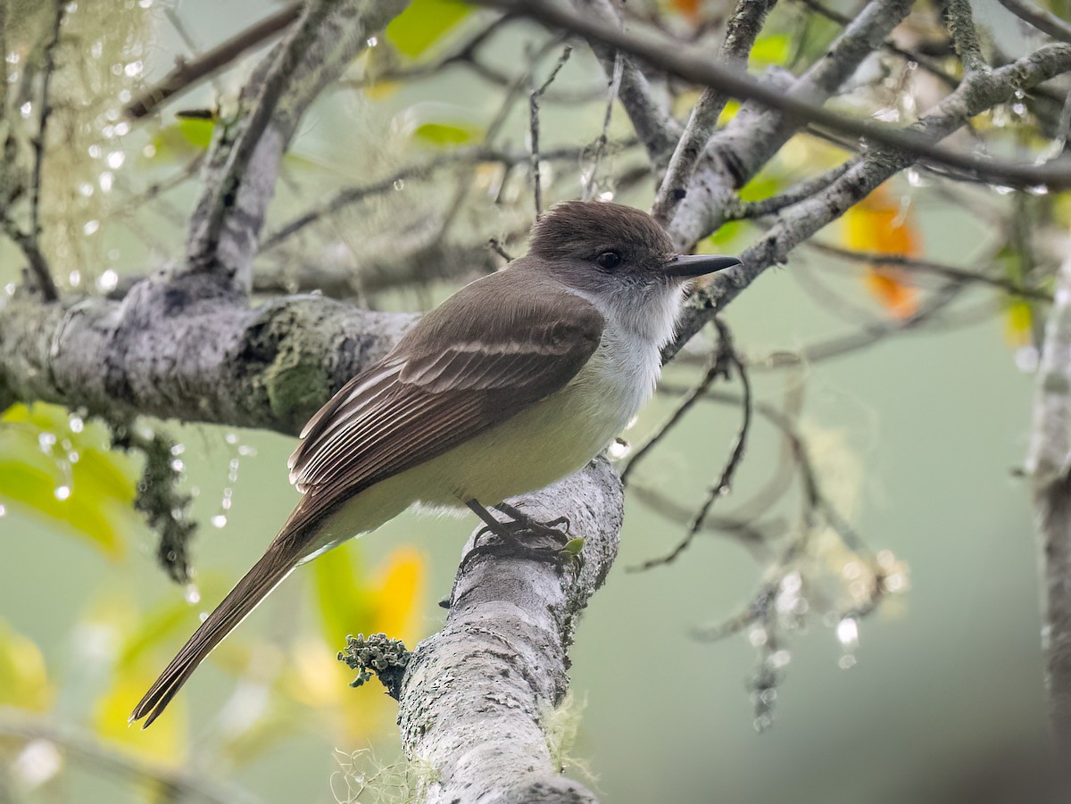 Stolid Flycatcher - Mel Senac