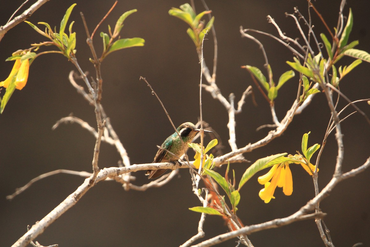 White-eared Hummingbird - ML618047522