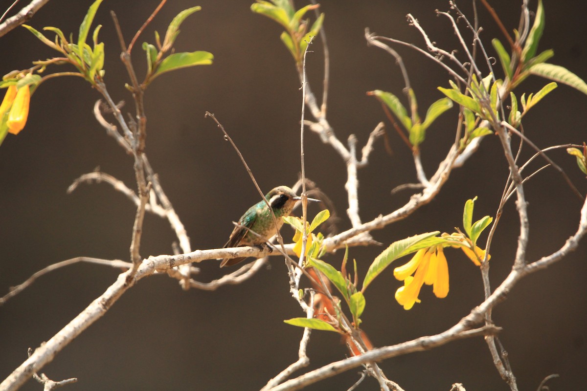 kolibřík bělouchý - ML618047523