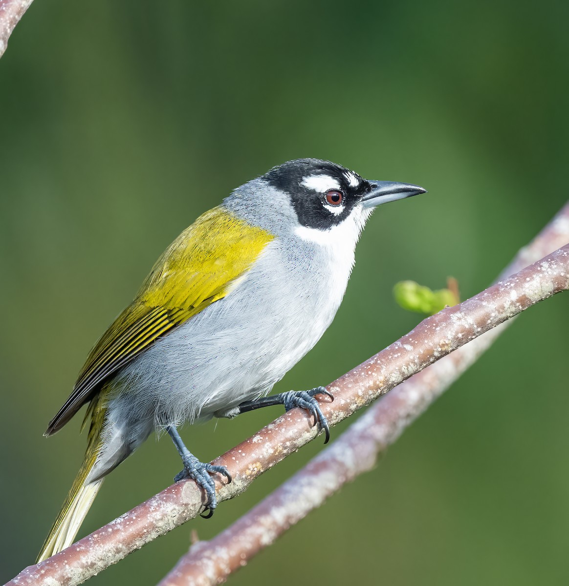 Black-crowned Palm-Tanager - ML618047525