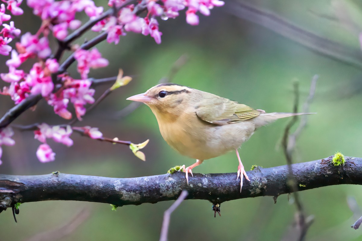 Worm-eating Warbler - ML618047529