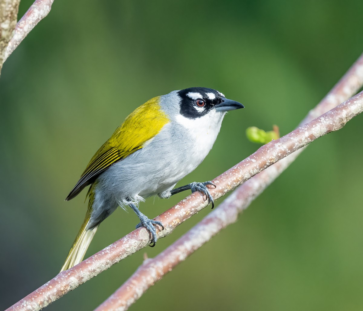 Black-crowned Palm-Tanager - ML618047530