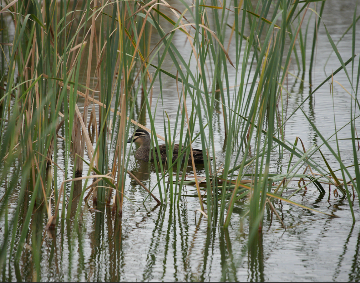 Pacific Black Duck - Anonymous