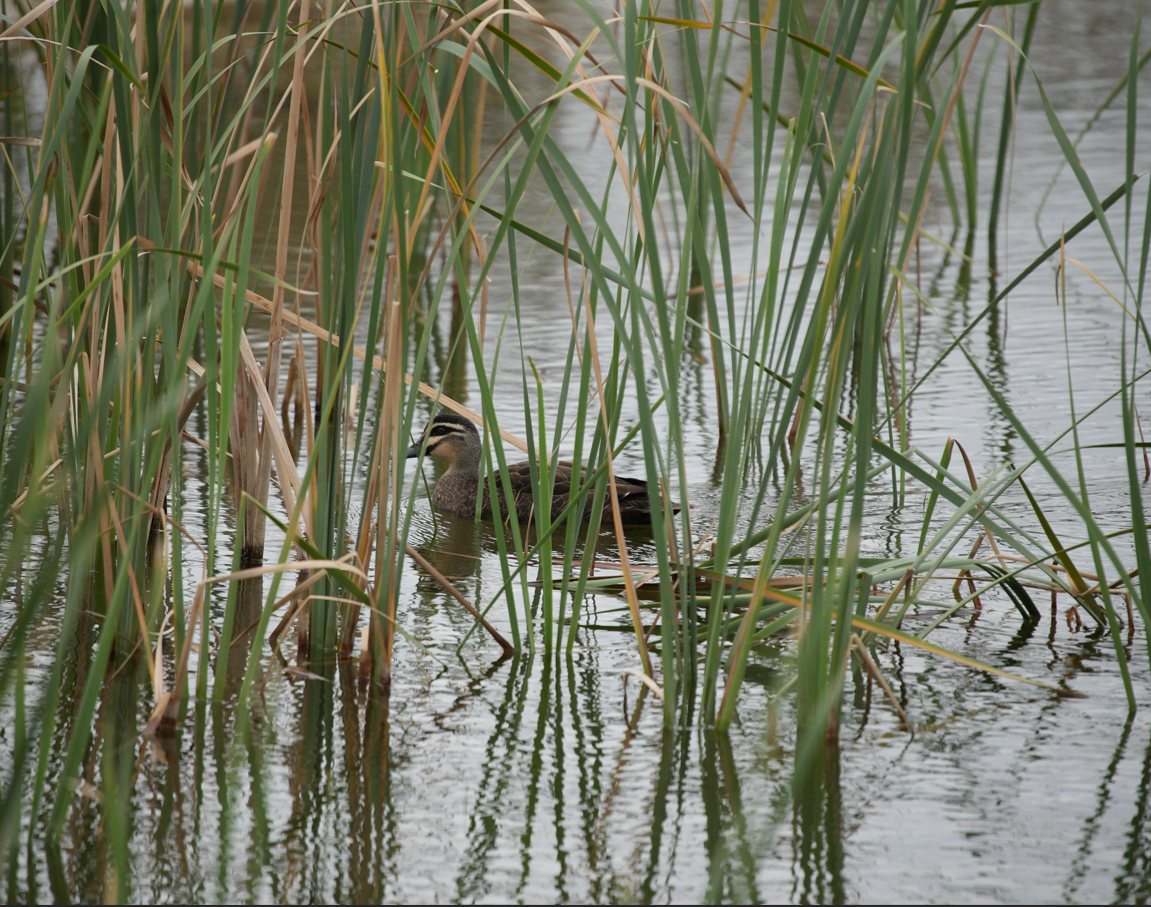 Canard à sourcils - ML618047540