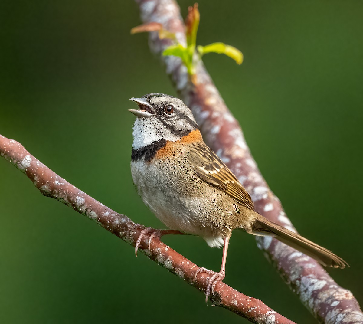 Rufous-collared Sparrow - Mel Senac