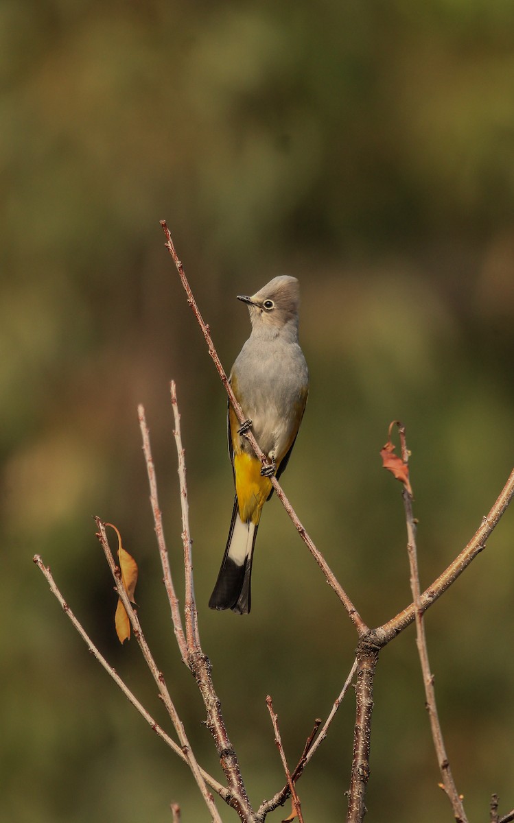 Gray Silky-flycatcher - ML618047635