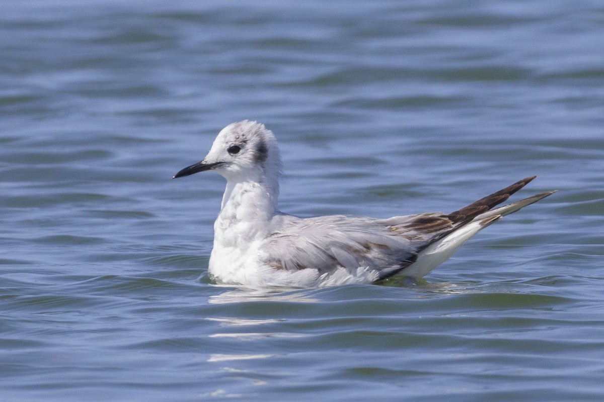 Bonaparte's Gull - ML618047665