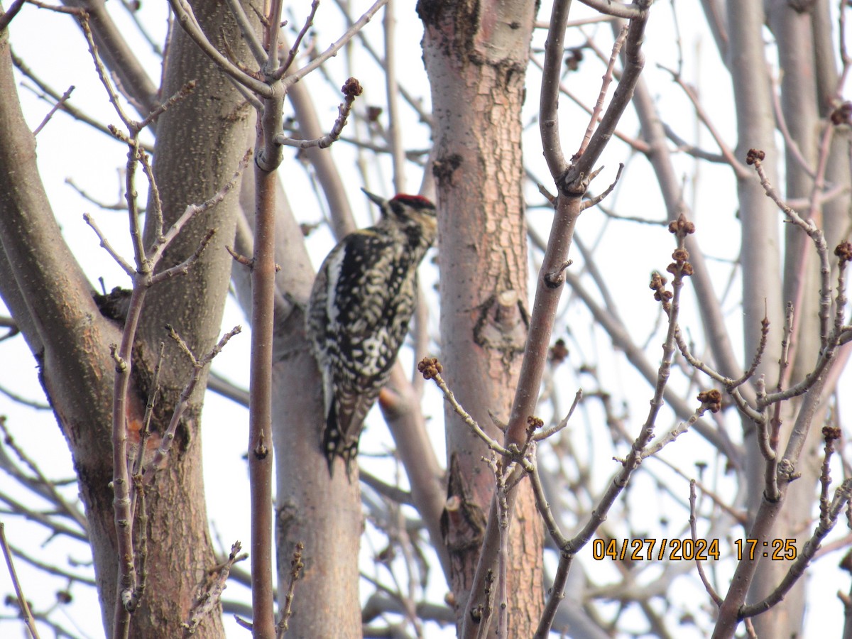 Yellow-bellied Sapsucker - ML618047683