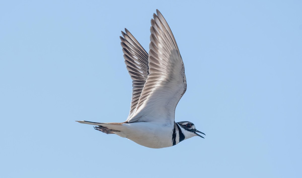 Killdeer - ML618047686